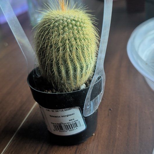 Photo of the plant species Notocactus leninghausii by @CasualGarlic1 named Rihanna on Greg, the plant care app