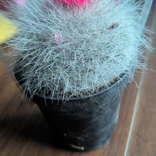 Photo of the plant species Old Lady Cactus by @CasualGarlic1 named Sage on Greg, the plant care app
