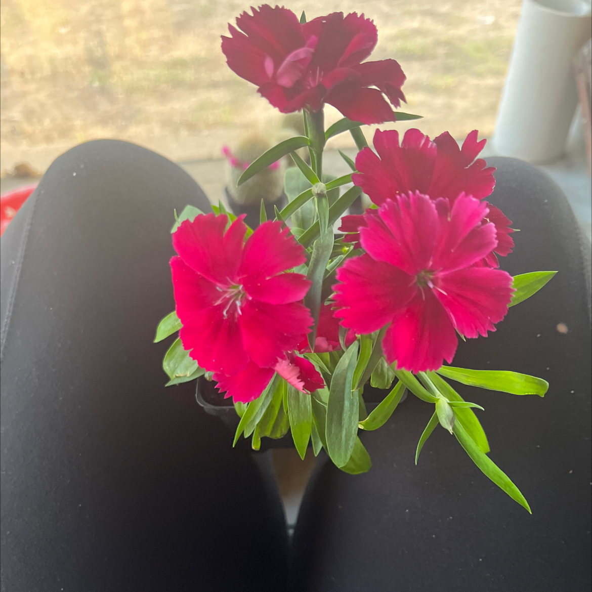 Photo of the plant species Dianthus by @CertainBacchus named Scarlett on Greg, the plant care app