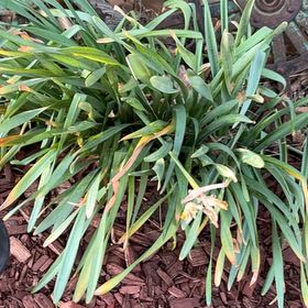 Photo of the plant species Sea Daffodil by @TopEspostoa78 named Xena on Greg, the plant care app