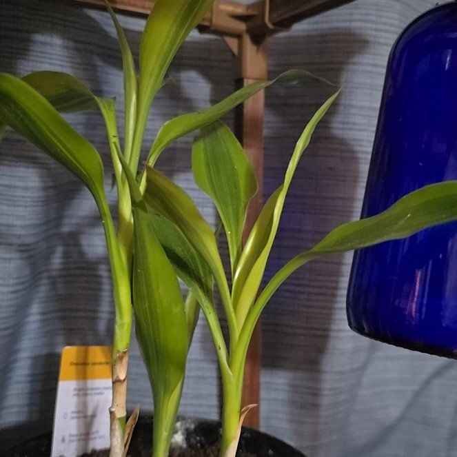 Photo of the plant species Lucky Golden Bamboo by @RemarkableBasil named Sproutacus on Greg, the plant care app
