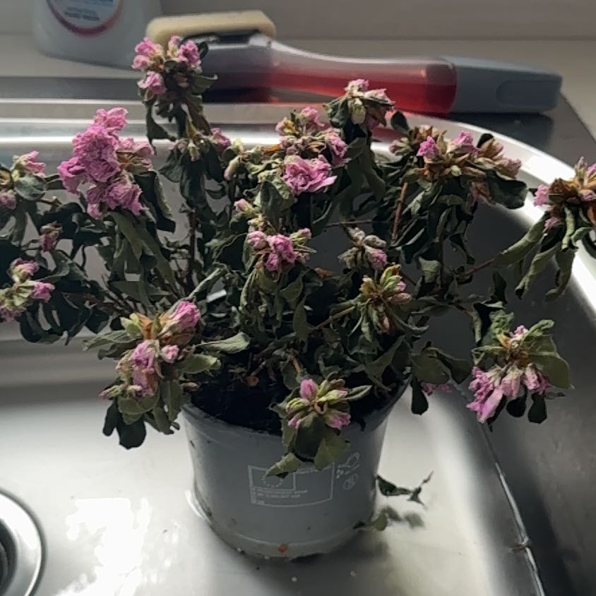 Photo of the plant species Chrysanthemum by @PrizedTaro24 named Girlfrond on Greg, the plant care app