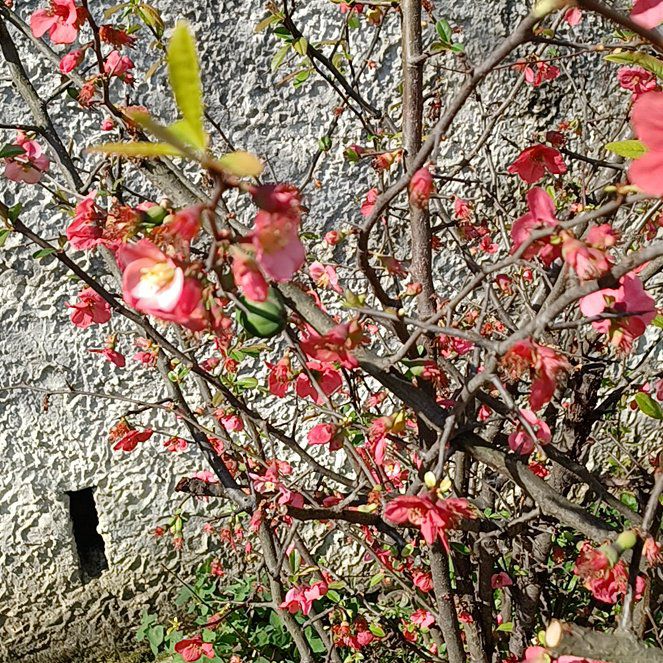 Photo of the plant species Flowering Quince by @SilkenColeus74 named Navajo on Greg, the plant care app