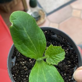 Photo of the plant species Summer Squash by @ForrealIvy76 named Miley on Greg, the plant care app