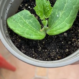 Photo of the plant species Summer Squash by @ForrealIvy76 named Madonna on Greg, the plant care app