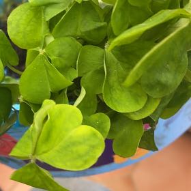 Photo of the plant species Pink Woodsorrel by @ForrealIvy76 named Khaleesi on Greg, the plant care app