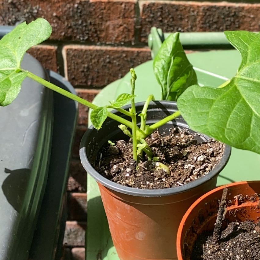Photo of the plant species Common Bean by @ForrealIvy76 named Austen on Greg, the plant care app