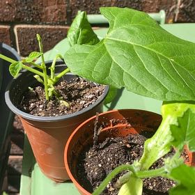 Photo of the plant species Common Bean by @ForrealIvy76 named Darwin on Greg, the plant care app
