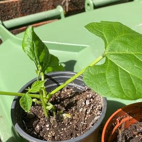 Photo of the plant species Common Bean by @ForrealIvy76 named Treeyoncé on Greg, the plant care app