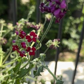 Photo of the plant species Butterfly Bush by @mewirkus named Robert Plant on Greg, the plant care app