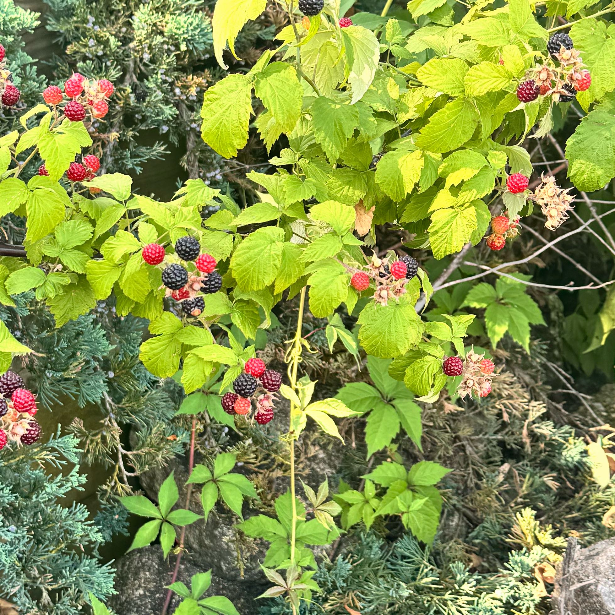 Photo of the plant species Black Raspberry by @mewirkus named Eva on Greg, the plant care app