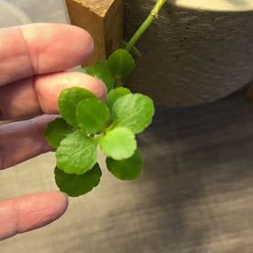 Photo of the plant species American Golden Saxifrage by @FineRubyball30 named Sproutacus on Greg, the plant care app