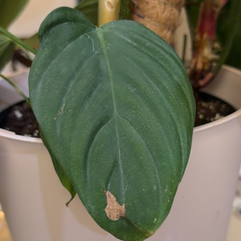 Photo of the plant species Philodendron Fuzzy Petiole by @PlantMomma76 named Cleopatra on Greg, the plant care app