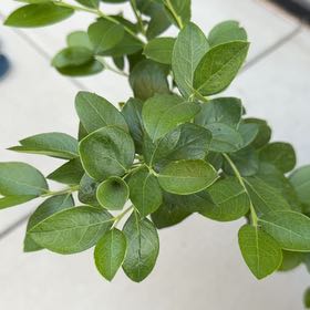 Photo of the plant species American Blueberry by @FullMudpuppy72 named Luna on Greg, the plant care app