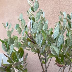 Photo of the plant species Pineapple Guava by @FullMudpuppy72 named Gregarious on Greg, the plant care app