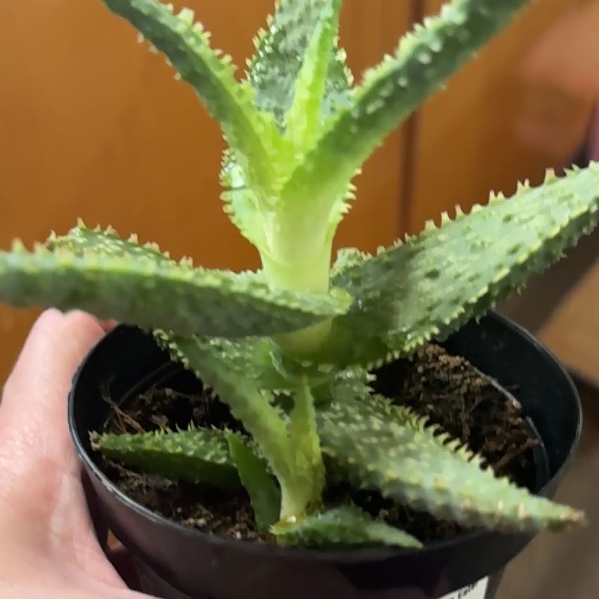 Photo of the plant species Aloe 'Purple People Eater' by @YeveMoonglow4 named Zion on Greg, the plant care app