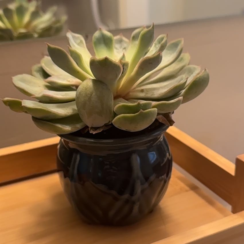Photo of the plant species Echeveria 'summer' by @YeveMoonglow4 named Fernie Mercury on Greg, the plant care app