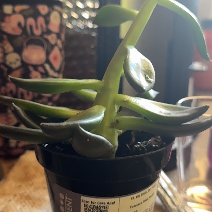 Photo of the plant species Black Echeveria by @YeveMoonglow4 named Nithin on Greg, the plant care app