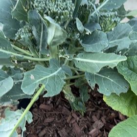 Photo of the plant species Broccoli by @YeveMoonglow4 named Sigmund on Greg, the plant care app