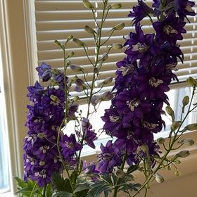 Photo of the plant species Doubtful Knight's-Spur by @YeveMoonglow4 named Lavender on Greg, the plant care app