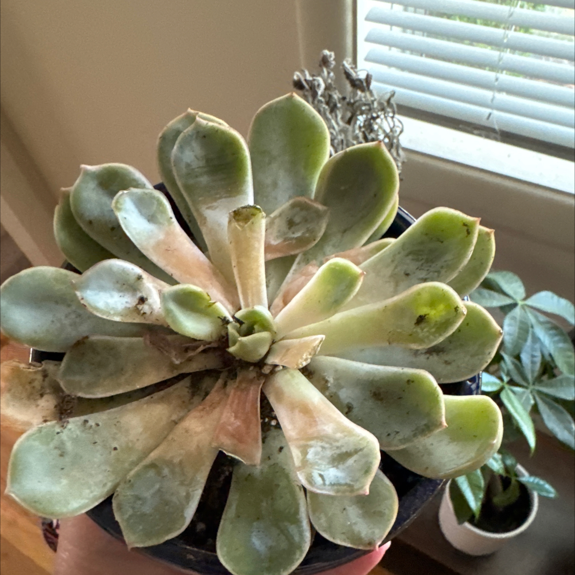 Photo of the plant species Echeveria 'summer' by @YeveMoonglow4 named Fernie Mercury on Greg, the plant care app
