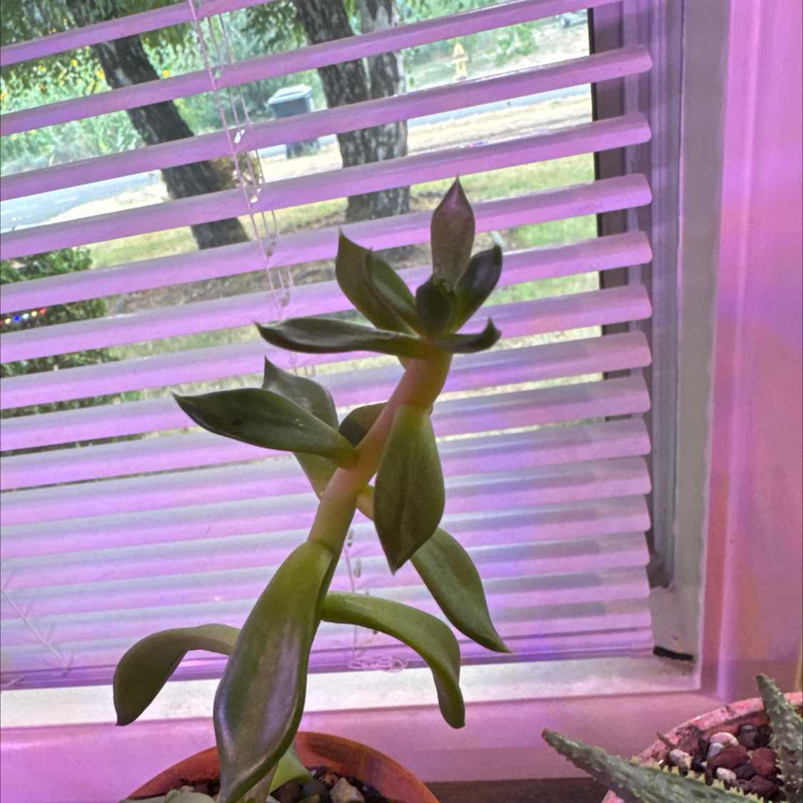 Photo of the plant species Black Echeveria by @YeveMoonglow4 named Cleopatra on Greg, the plant care app
