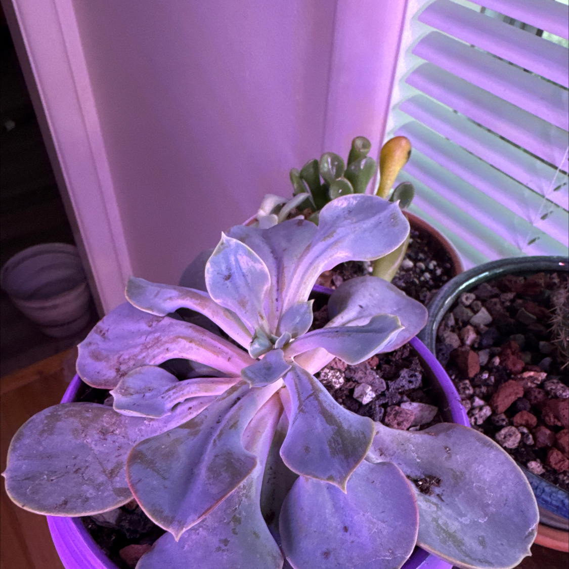 Photo of the plant species Echeveria Trompette by @YeveMoonglow4 named Nemo on Greg, the plant care app