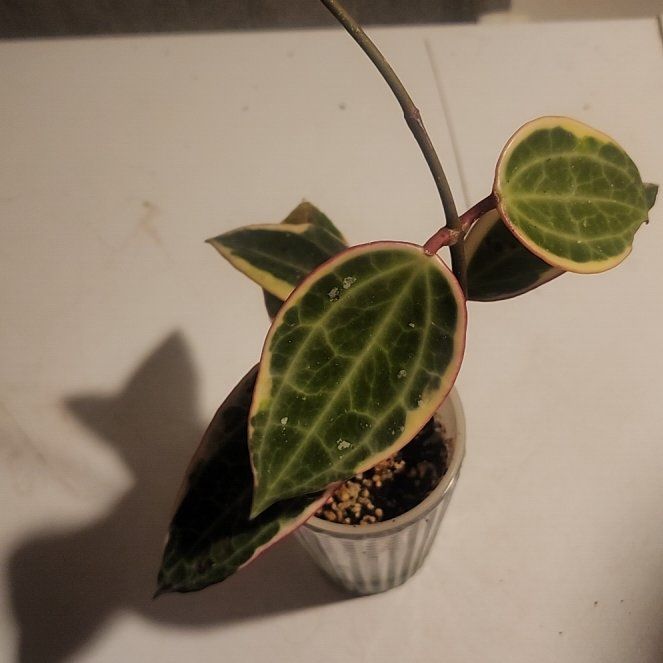 Photo of the plant species Hoya microphylla by @StaunchAlula79 named Elle on Greg, the plant care app