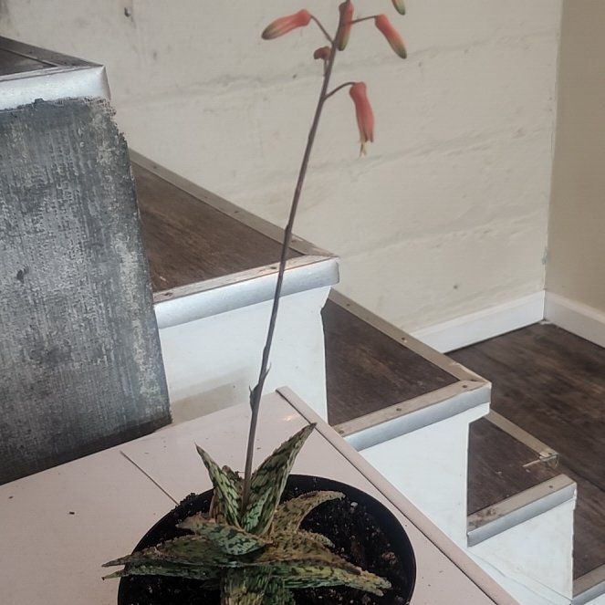 Photo of the plant species Pink Blush Aloe by @StaunchAlula79 named Daphne on Greg, the plant care app