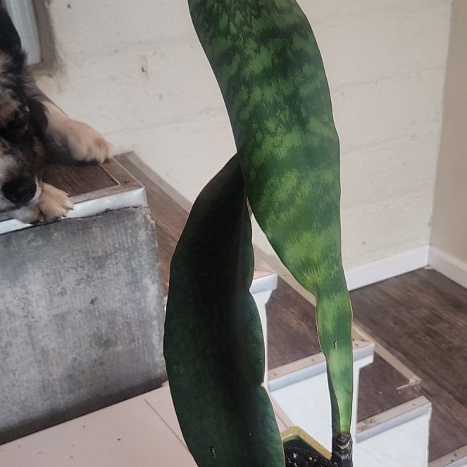 Photo of the plant species Whalefin Snake Plant by @StaunchAlula79 named Navajo on Greg, the plant care app