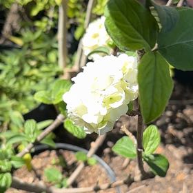 Photo of the plant species Sweet Mock Orange by @FullFenugreek2 named Navajo on Greg, the plant care app
