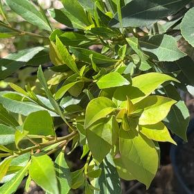 Photo of the plant species Garden Privet by @FullFenugreek2 named Kylie on Greg, the plant care app