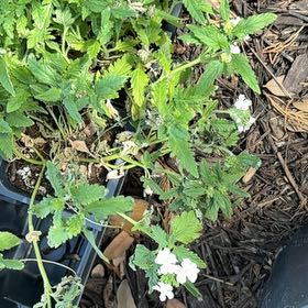 Photo of the plant species Spreading Hedgeparsley by @FullFenugreek2 named Drake on Greg, the plant care app