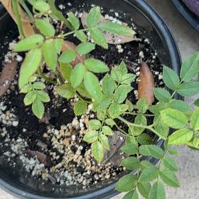 Photo of the plant species Small-Leaved Sweet Briar by @FullFenugreek2 named Foxxy on Greg, the plant care app
