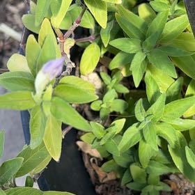 Photo of the plant species Wild Petunia by @FullFenugreek2 named Scarlett on Greg, the plant care app