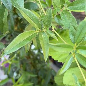 Photo of the plant species Evergreen Rose by @FullFenugreek2 named Fernie Saunders on Greg, the plant care app