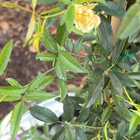 Photo of the plant species Chinese Barberry by @FullFenugreek2 named Diana on Greg, the plant care app