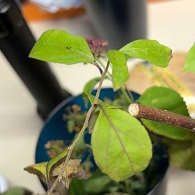Photo of the plant species American Black Nightshade by @FullFenugreek2 named Spike Leaves on Greg, the plant care app