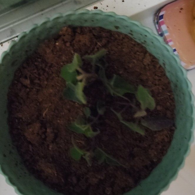 Photo of the plant species Cider gum by @JollyOakfern36 named Tupot amaroot on Greg, the plant care app