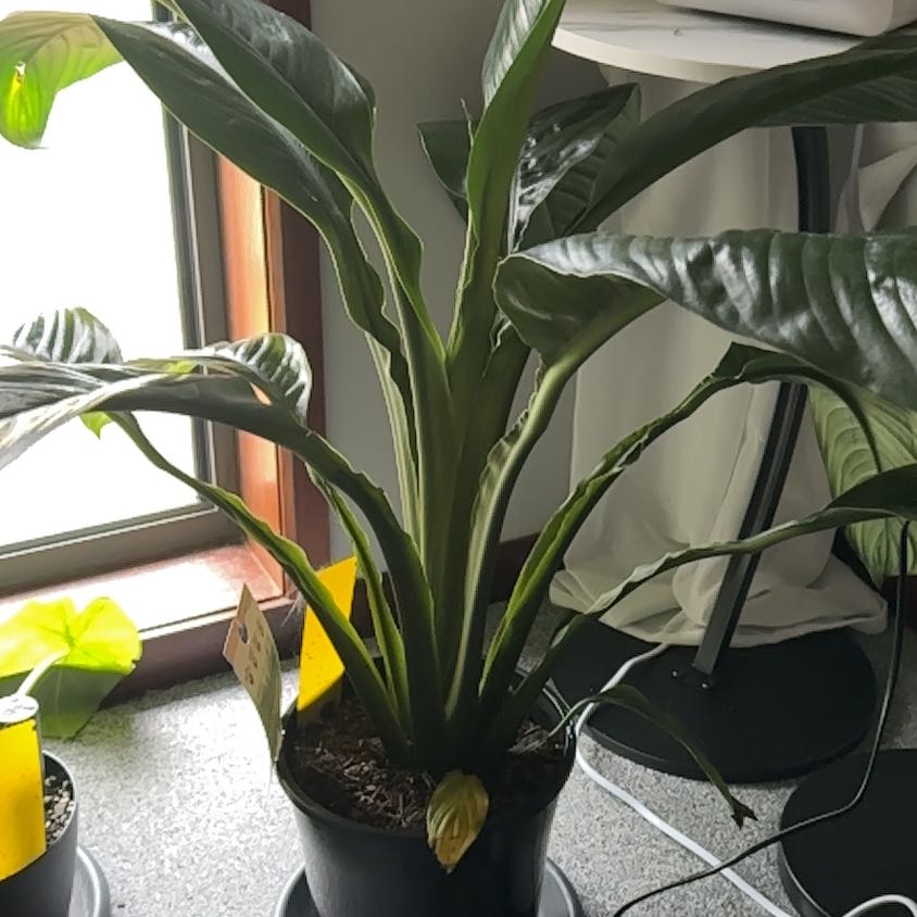 Photo of the plant species Sensation Peace Lily by @J-APlants named Keanu Leaves on Greg, the plant care app