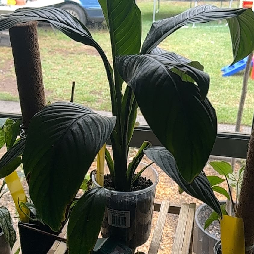 Photo of the plant species Sensation Peace Lily by @J-APlants named Kendall on Greg, the plant care app