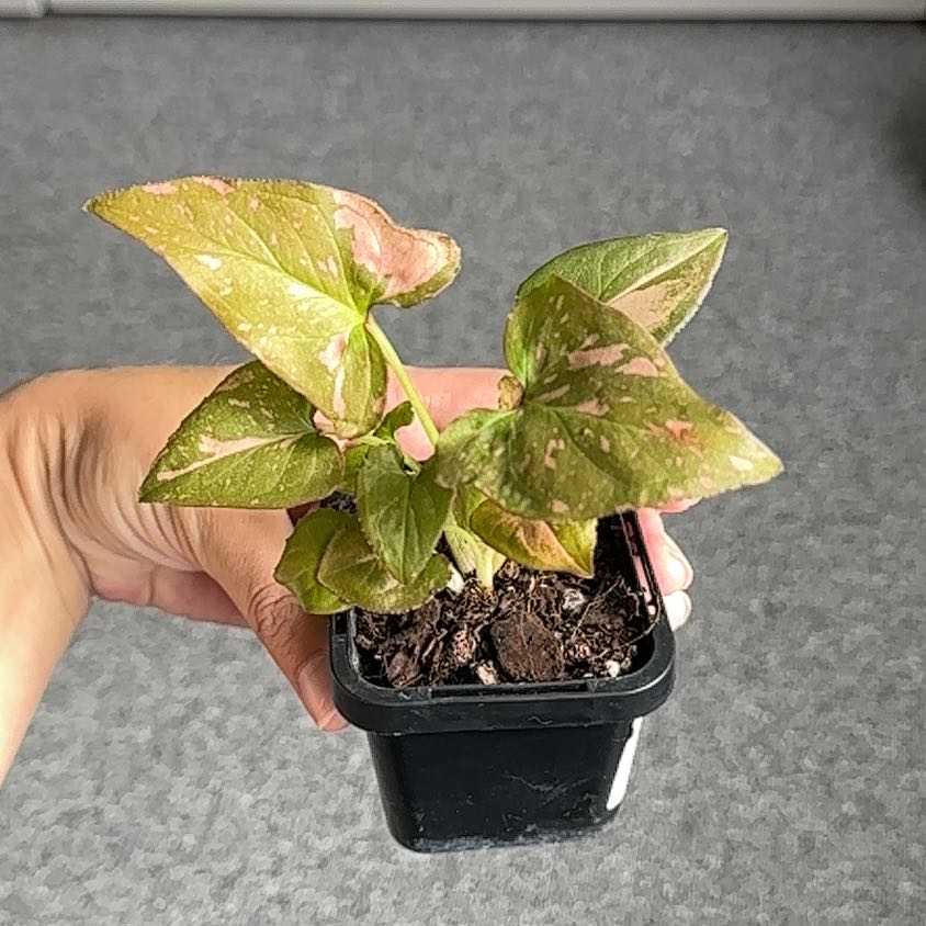 Photo of the plant species Syngonium Pink Splash by @J-APlants named P!nk on Greg, the plant care app