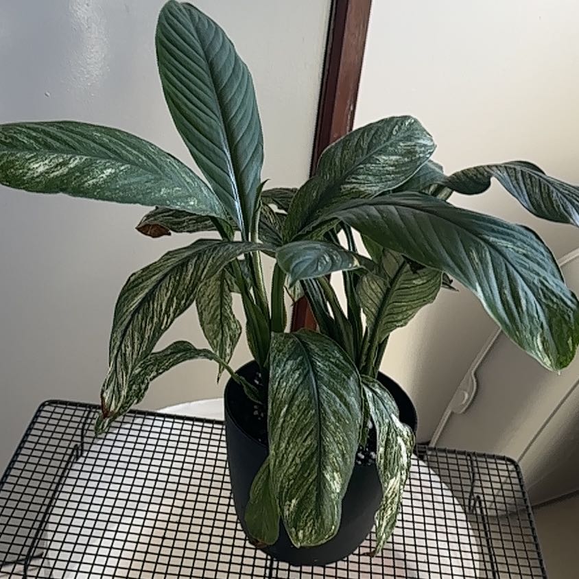 Photo of the plant species Spathiphyllum 'Jessica' by @J-APlants named Jessica on Greg, the plant care app