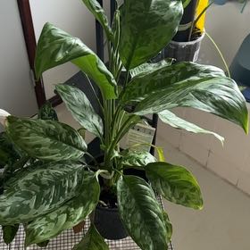 Photo of the plant species Aglaonema 'Emerald Beauty' by @J-APlants named James Dean on Greg, the plant care app