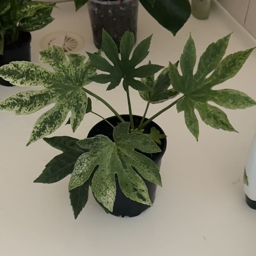 Photo of the plant species Fatsia Japonica Spider Web by @J-APlants named spider on Greg, the plant care app