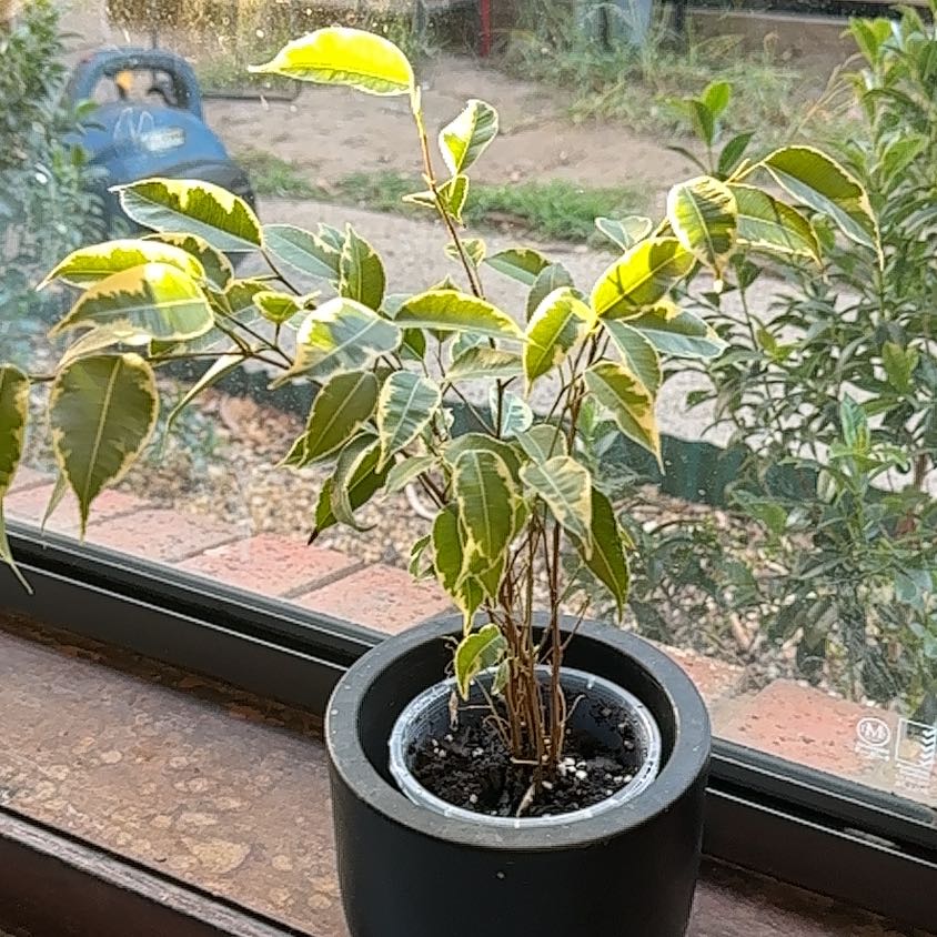 Photo of the plant species Variegated Weeping Fig by @J-APlants named Rihanna on Greg, the plant care app