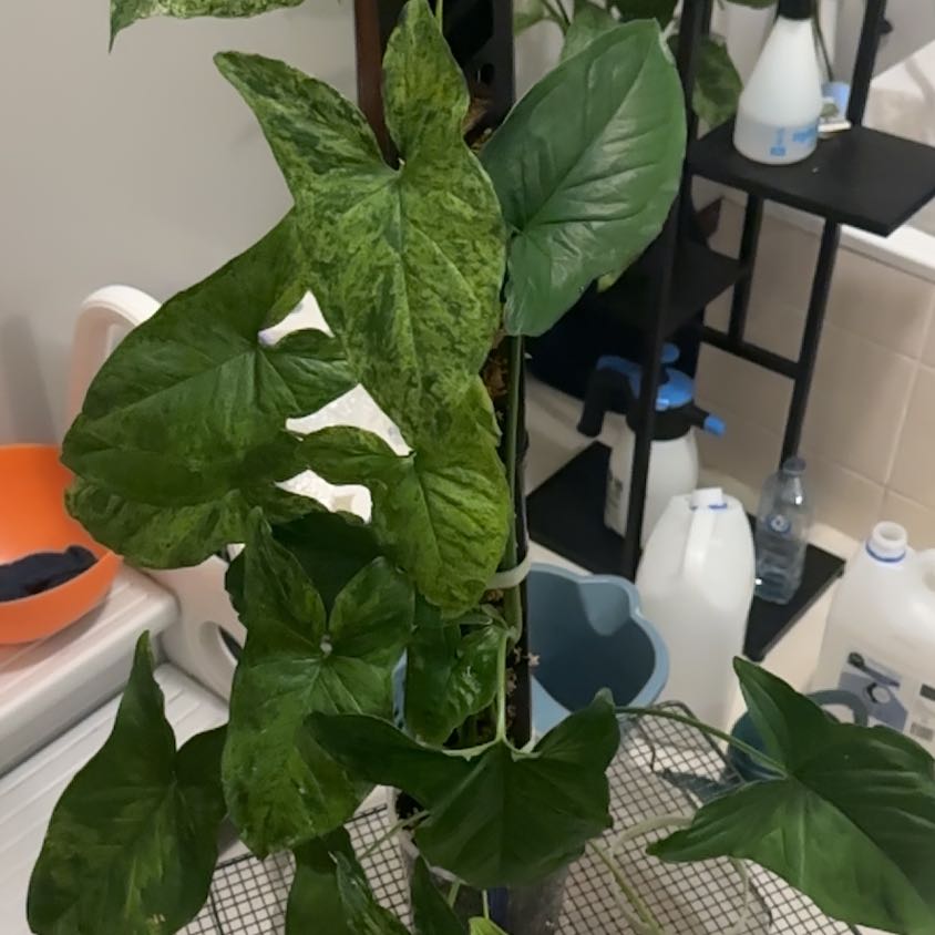 Photo of the plant species Syngonium podophyllum 'Mojito' by @J-APlants named Aristotle on Greg, the plant care app