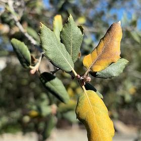 Photo of the plant species Coast Live Oak by @HeroineSucc37 named Harry on Greg, the plant care app