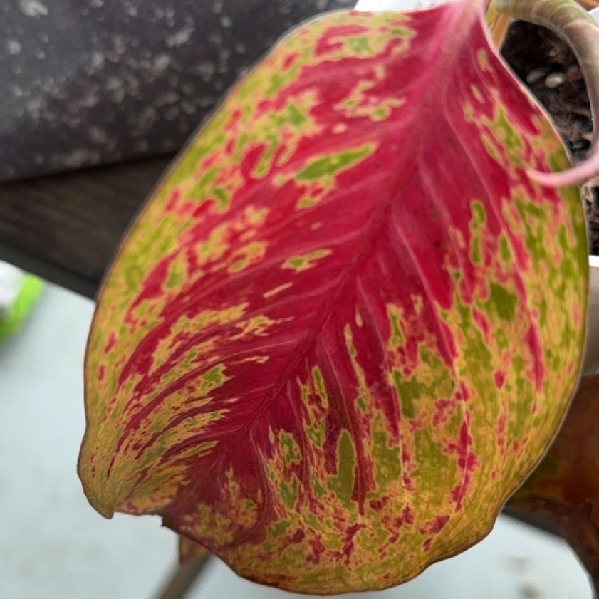 Photo of the plant species Aglaonema 'Red Emerald' by @PlantyDropper named Emerald on Greg, the plant care app