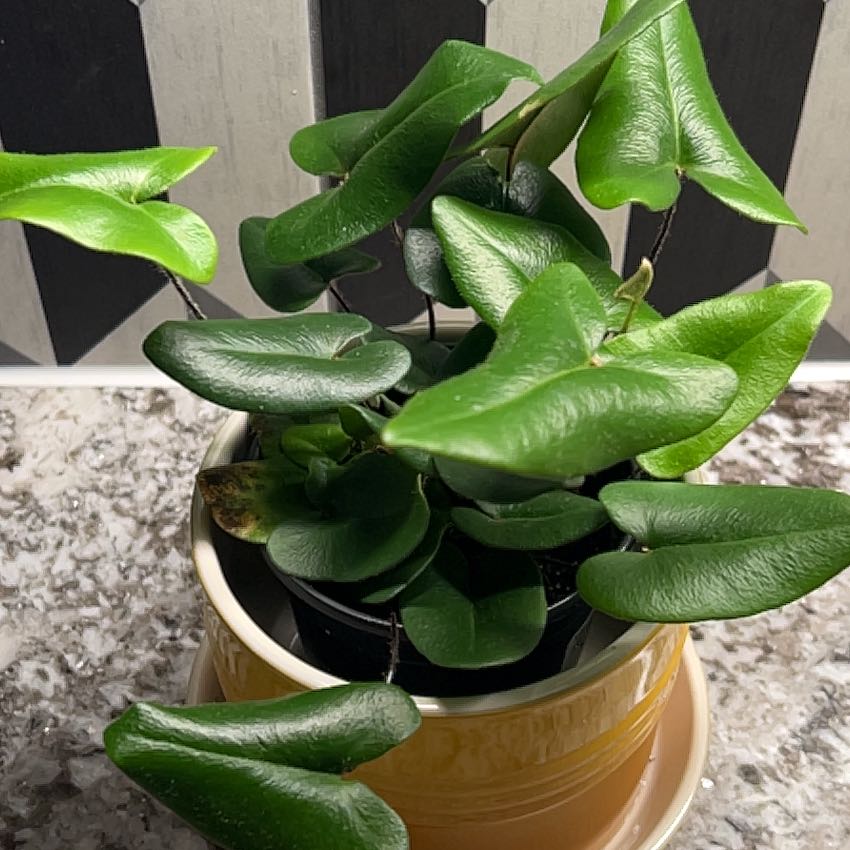 Healthy Golden Leather Fern in a pot with vibrant green leaves.